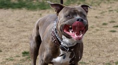 Dvaja pitbuly na smrť dohrýzli ročné dievčatko. Dohrýzli aj jej dedka