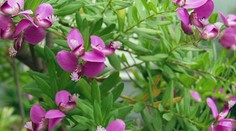 Nebezpečná rastlina je už aj na Slovensku. Ničí všetko zelené