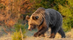 V Medzibrode videli ráno medveďa hnedého, pohyboval sa nad bioplynovou stanicou