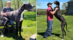 Je veľký ako poník, i tak sa bojí vysávača. Guinnessová kniha rekordov má nový objav