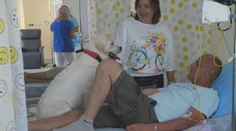 V nemocnici rozdáva pacientom radosť. Sučka labradora vykonáva špeciálnu terapiu