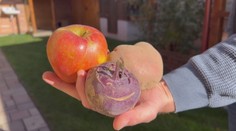 Ako uskladniť úrodu, aby v zime zostala čerstvá? Niektoré rady vás možno zaskočia