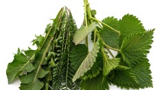 Tri bylinky pre dokonalú očistu tela od toxínov. Rastú aj pod oknami na sídliskách