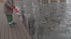 V Košickom mestskom parku sa šíri hnilobný zápach, vraj za to môžu akvaristi