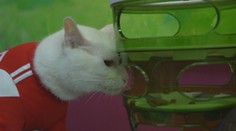 Zabudnite na chobotnicu, výsledky MS 2018 vo futbale bude tipovať hluchý kocúr