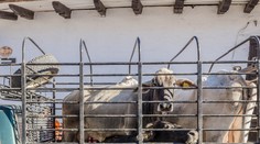 Susedia sa sťažovali na silný zápach a hluk. Muž v Číne choval na balkóne 7 kráv