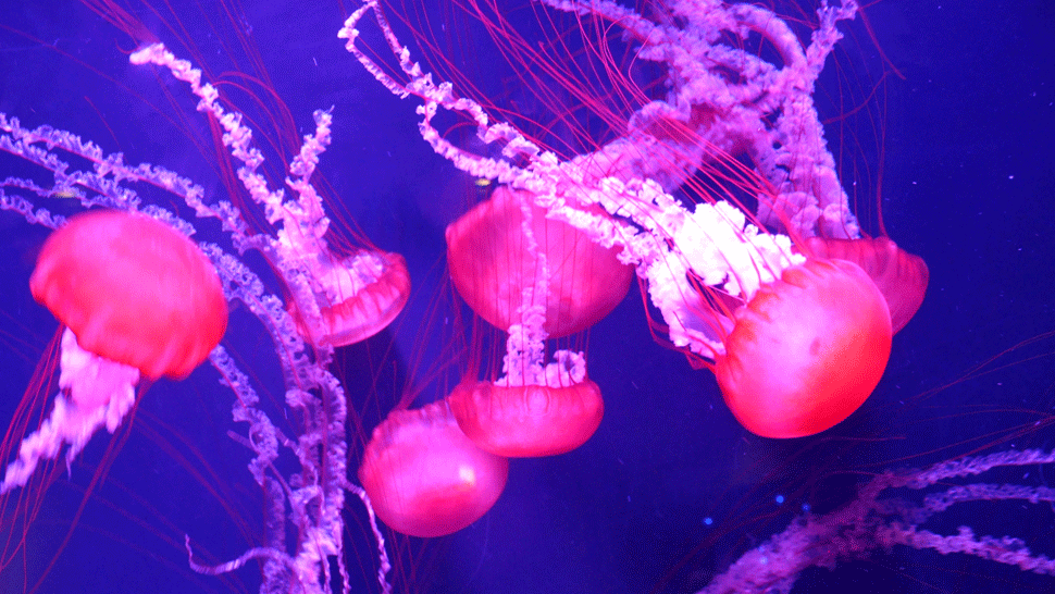 Ružové medúzy zaplavili pobrežie Filipín. Spôsobila to pandémia