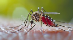 Nepríjemné správy pre Bratislavu. Invazívny hmyz si tam vytvoril lokálnu populáciu