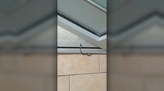 Obyvateľov bytovky v Leviciach vystrašili hady