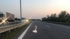 Labuť si vykračovala po D1 smerom od Ilavy do Bratislavy, prišli si pre ňu ochranári