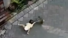 VIDEO: Agresívna opica na bicykli sa pustila do malého dievčatka, poťahala ho po zemi