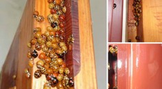 Sú hladné a útočia aj na ľudí. Ako sa zbavíte otravných lienok?