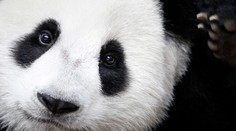 Panda veľká už nie je ohrozený druh