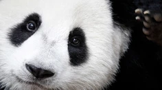 Panda veľká už nie je ohrozený druh