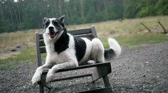 Terchovčania, pomôžte nájsť psíka Karčiho