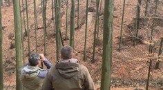 Ochranári hľadali medvedicu, ktorá zranila lesníka. Už vedia, prečo zaútočila