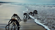 Je bezpečné ísť do vody? Fotografie „morských príšer“ z juhoafrickej pláže vyvolali paniku