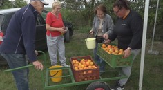 Domácej pálenky bude tento rok oveľa menej. Môže za to počasie