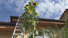 Bežný rodinný dom zdobí slnečnica. Jej výška ohromuje okolie