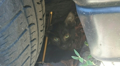 V Šamoríne vyčíňa psychopat. Brutálne týra a zabíja mačky