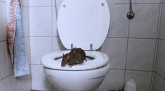 Británia v pozore: Premnožili sa „záchodové potkany". Potrubím vylezú až do kúpeľne