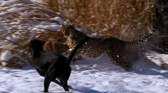 Gepard sa naháňal so psom v snehu. Ako to dopadlo?