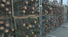 Kedy je najvhodnejší čas kúpiť živý vianočný stromček? Odpoveď vás zrejme prekvapí