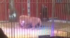 Teror v cirkuse. Lev chytil krotiteľa pod krk a vláčil ho po zemi