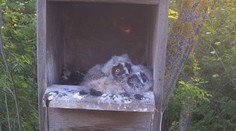 Zo sovíčat, ktoré vyrastali pred webkamerou, sa stali polosiroty. Mamu zabil predátor