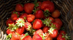 Na samozbere si tento rok jahody kúpite o tretinu lacnejšie ako na trhu