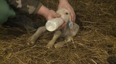 Už aj bačovia sú online. Vybrať si môžete takého, ktorý je k vám najbližšie