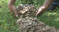 Sezóna húb sa postupne rozbieha. Niektorí ich hľadajú po lesoch, iní si ich pestujú doma na záhrade