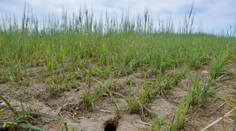 Kým poľnohospodári hovoria, že hraboše zničili úrodu na poliach kvôli biopásom, ochranári tvrdia opak