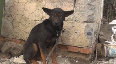 Psy chované na reťaziach iba prežívajú. Zákon takéto týranie zakazuje, no nemá to kto kontrolovať