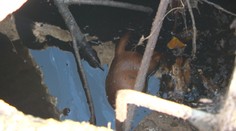 V Holíči niekto hádže šteniatka do nádrže so splaškami. Pri jame vraj videli mestských policajtov