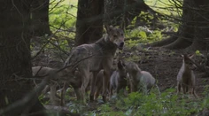 Po krvavom masakri v Zázrivej svorka vlkov útočila opäť. Starosta radí, aby sa lesu hubári vyhli