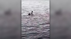 Pri egyptskej Hurghade zabíjal žralok, Rakúšanke (†68) odhryzol ruku i nohu