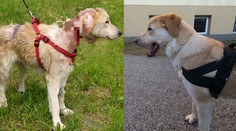 Psíka Balu pravdepodobne týrali. Vďaka implantátu z 3D tlačiarne môže žiť