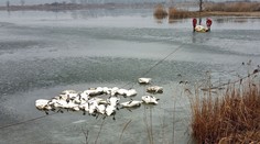 Vyčíňa vtáčia chrípka. Zo štrkoviska na Záhorí vytiahli až 70 uhynutých labutí