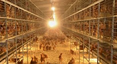 Vtáčia chrípka sa objavila už aj na Slovensku. Zisťovali sme, ako sa jej vyhnúť