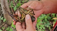 Rana pre územie s najprísnejším stupňom ochrany. Dezorientované i mŕtve raky rieši envirokriminálka