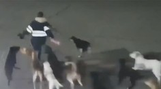 Žena zrejme vkročila na územie svorky psov. Ich brutálny útok neprežila