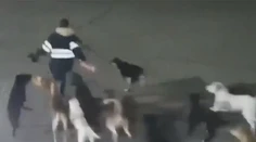 Žena zrejme vkročila na územie svorky psov. Ich brutálny útok neprežila
