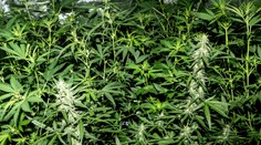 Jamajka hlási akútny nedostatok marihuany. Môže za to kombinácia dvoch faktorov