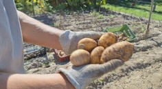 Zber zemiakov v polovici augusta? Na takúto situáciu si záhradkári zo severu Slovenska nepamätajú