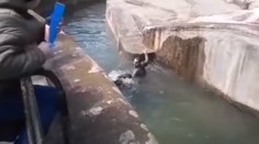 Bizarný incident z varšavskej ZOO: Opitý mladík skočil do výbehu a chcel utopiť medveďa