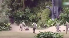 Hrozivé video. Takéto správanie zebry by nikto nečakal