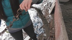 V lese sme našli miesto, ktoré bolo zrejme dejiskom nelegálnych psích zápasov