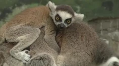 V bratislavskej ZOO otrávili dve zvieratká