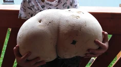 Toto doniesol Michal z lesa?! Pozrite sa, koľko váži tento vatovec